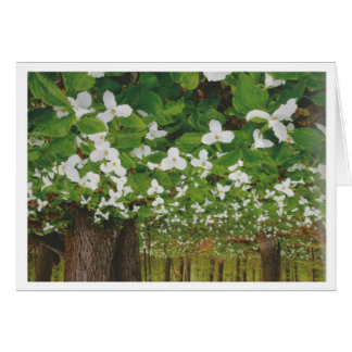 Beautiful Canada Landscape Niagara: LOWPRICE Gift