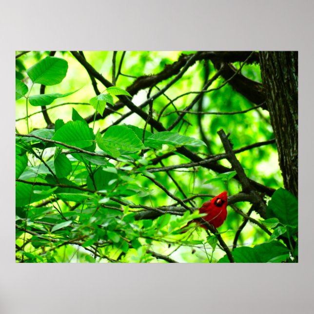 Beautiful Cardinal bird spring forest woods poster (Front)