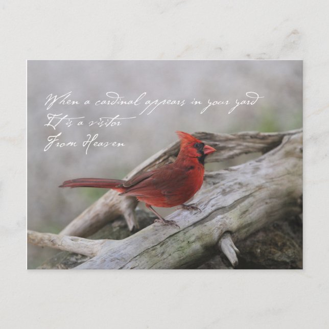 Beautiful cardinal with saying postcard (Front)