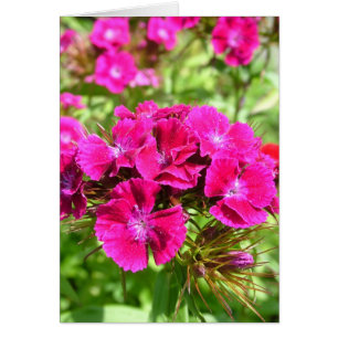 Beautiful carnation flowers