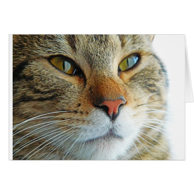 Beautiful Cat (Front Horizontal)