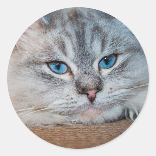 Beautiful cat blue eyes classic round sticker (Front)