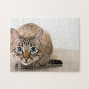 Beautiful cat blue eyes crouching heart jigsaw puzzle