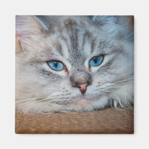 Beautiful cat blue eyes magnet