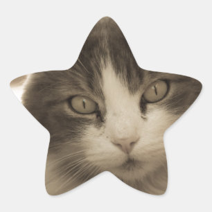 Beautiful Cat in a Sepia Style Star Sticker