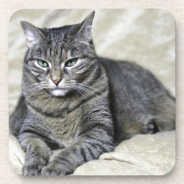 Beautiful Cat Laying Coaster (Front)