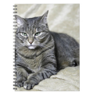 Beautiful Cat Laying Notebook