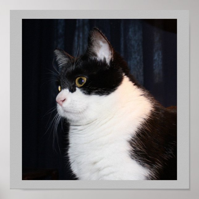 Beautiful Cat Print (Front)