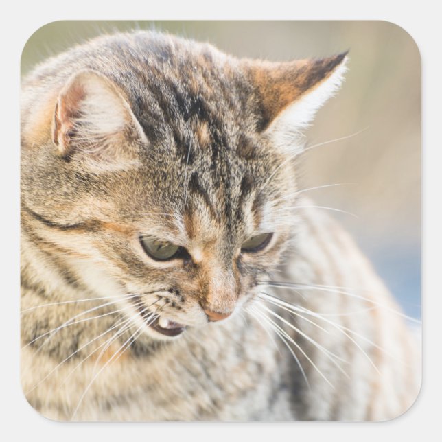 Beautiful cat square sticker (Front)