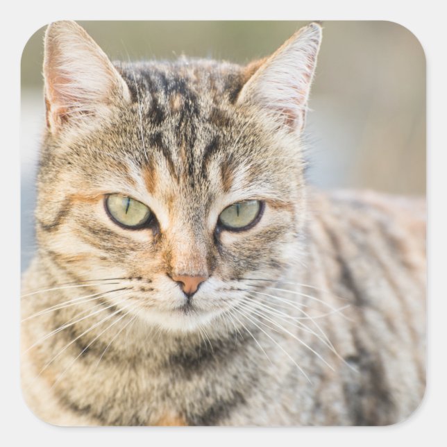 Beautiful cat square sticker (Front)