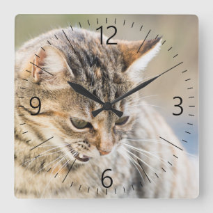 Beautiful cat square wall clock