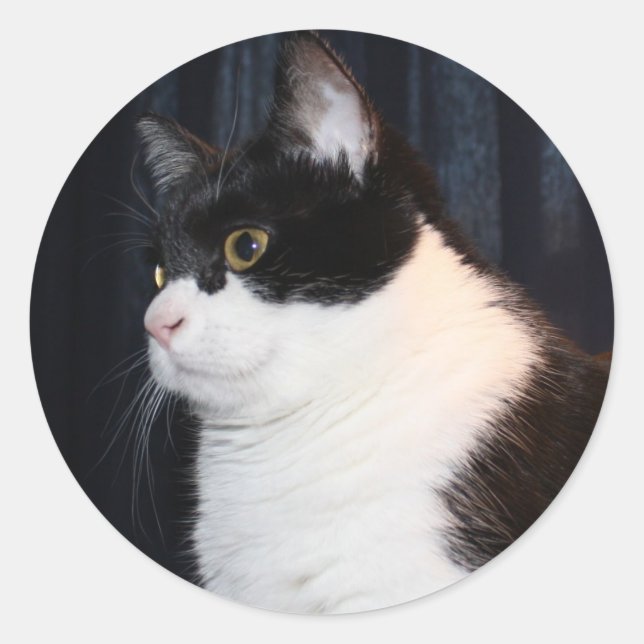 Beautiful Cat Sticker (Front)