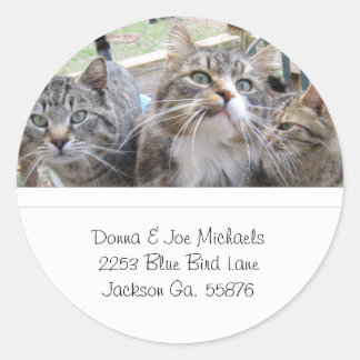 Beautiful Cats Address Labels