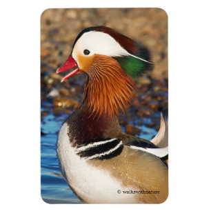 Beautiful Chatty Mandarin Duck at the Pond Magnet