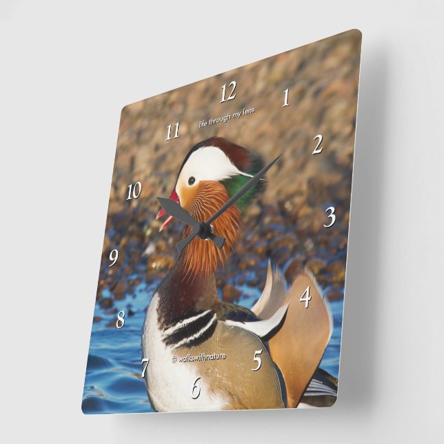 Beautiful Chatty Mandarin Duck at the Pond Square Wall Clock (Angle)