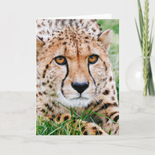 Beautiful Cheetah Greeting Card