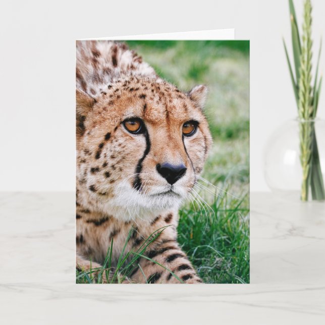 Beautiful Cheetah - Greeting Card (Front)