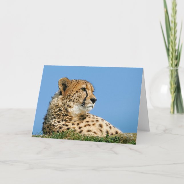 Beautiful Cheetah - Greeting Card. Card (Front)