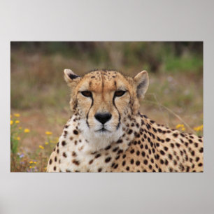 Beautiful cheetah portrait poster