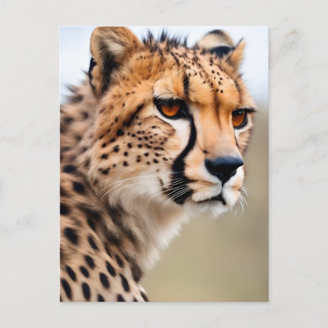 Beautiful Cheetah Postcard (Front)