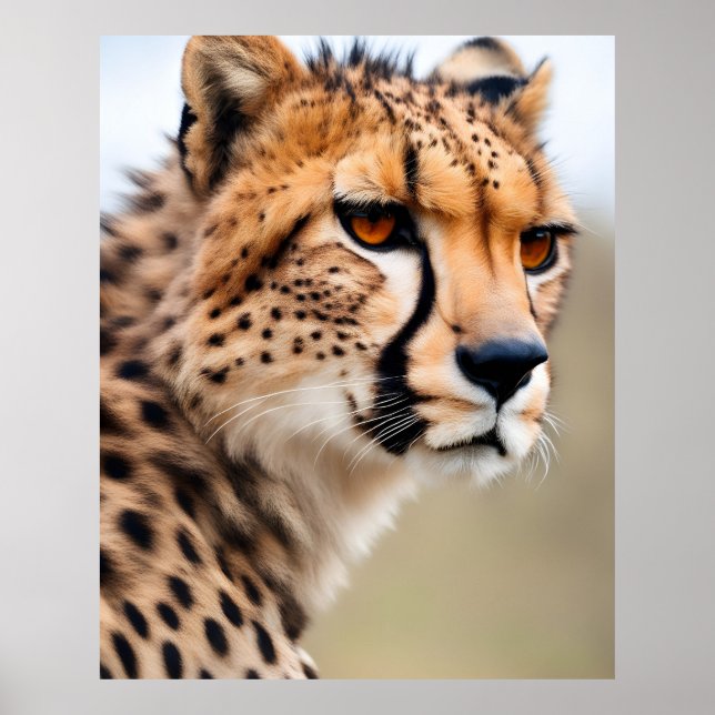Beautiful Cheetah Poster (Front)