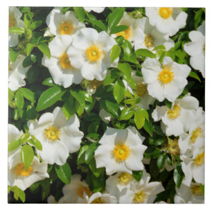 Beautiful Cherokee Rose Ceramic Tile