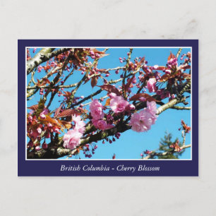 beautiful cherry blossom postcard