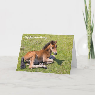 Beautiful Chestnut foal baby horse - Birthday Card