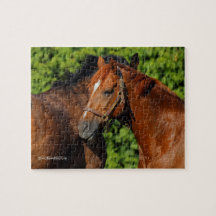 Beautiful Chestnut Horses in the Summer Sun