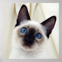 Beautiful Chic Sweet Pet Siamese Kitten Cat