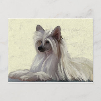 Beautiful Chinese crested powder puff Postcard