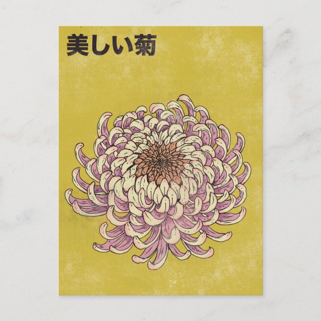 Beautiful Chrysanthemum Postcard (Front)