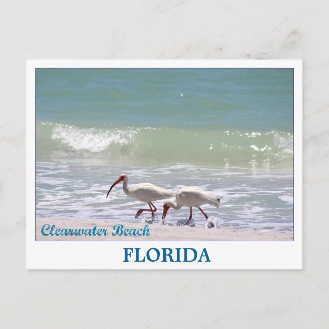 Beautiful Clearwater Beach Florida postcard (Front)