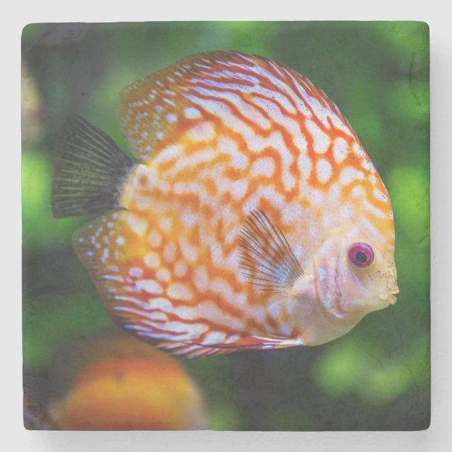 Beautiful Close-Up of a Discus Fish Stone Coaster (Front)