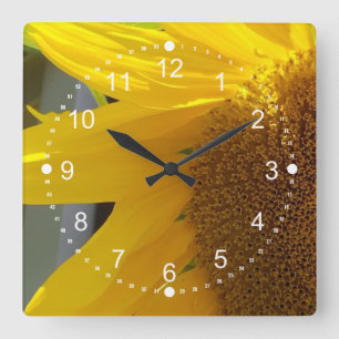 Beautiful Close Up of Sunflower Square Wall Clock