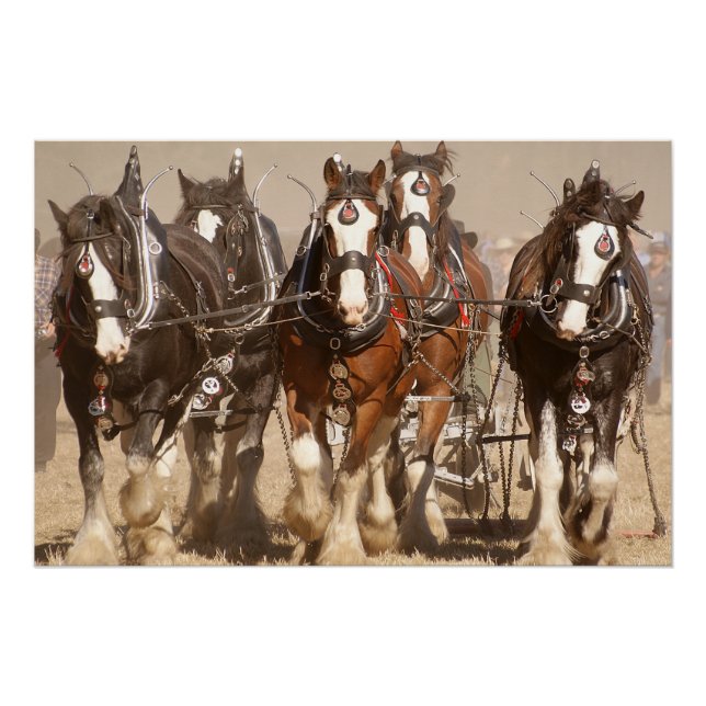 Beautiful Clydesdale Horses Ploughing - Team Work Poster (Front)