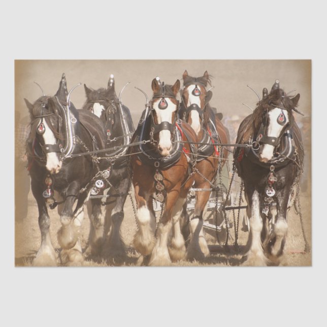 Beautiful Clydesdale Horses Ploughing - Team Work Tissue Paper (Front)