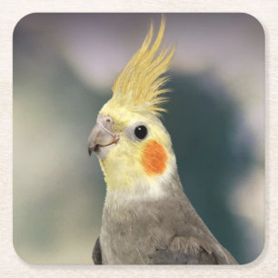 Beautiful Cockatiel Coaster Set