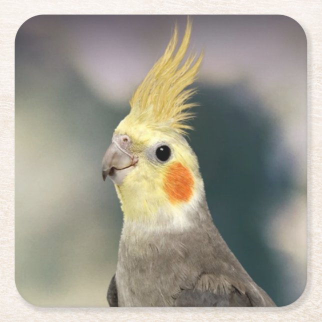 Beautiful Cockatiel Coaster Set (Front)