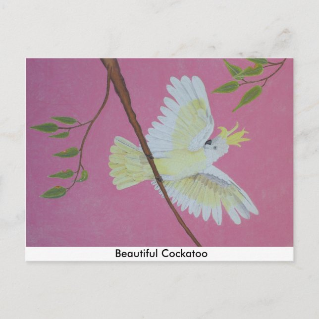 Beautiful Cockatoo Postcard (Front)