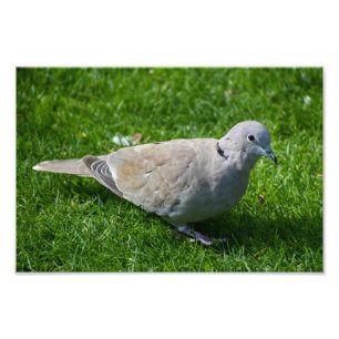 Beautiful Collared Dove Photo Print