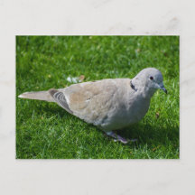 Beautiful Collared Dove 