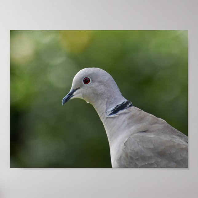 Beautiful Collared Dove  Poster (Front)
