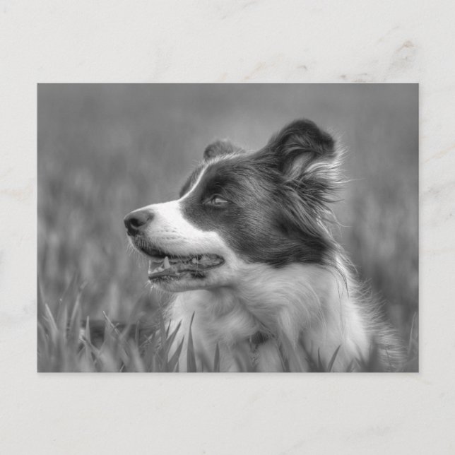 Beautiful Collie Dog Postcard (Front)