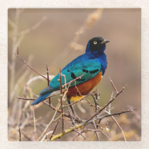 Beautiful Colorful Bird in the Bush Glass Coaster