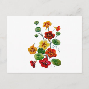 Beautiful Colorful Embroidered Nasturtiums Postcard