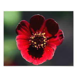 Beautiful Coloured Chocolate Cosmos Photo Print