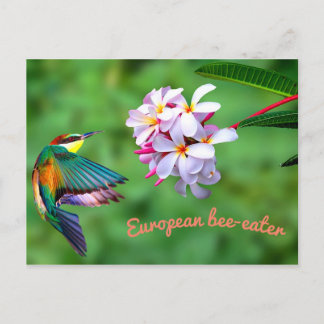 Beautiful Colourful Bird Flowers Postcard