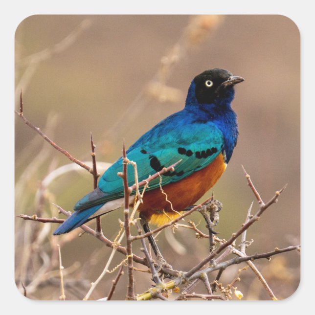 Beautiful Colourful Bird in the Bush Square Sticker (Front)