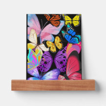 Beautiful colourful butterflies Picture Ledge